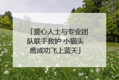 爱心人士与专业团队联手救护 小猫头鹰成功飞上蓝天