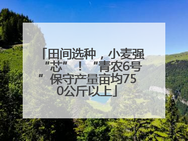 田间选种，小麦强“芯”！“青农6号”保守产量亩均750公斤以上