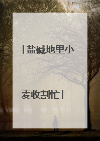 盐碱地里小麦收割忙