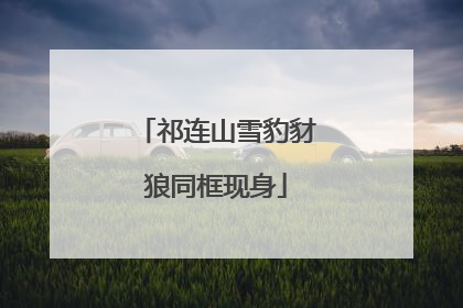 祁连山雪豹豺狼同框现身