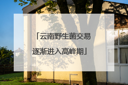 云南野生菌交易逐渐进入高峰期