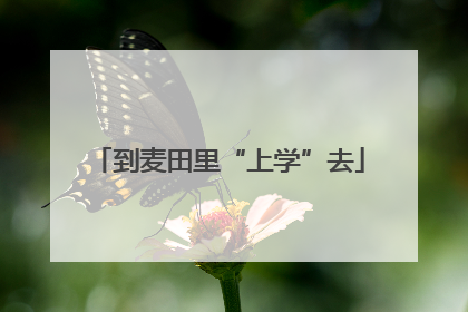 到麦田里“上学”去