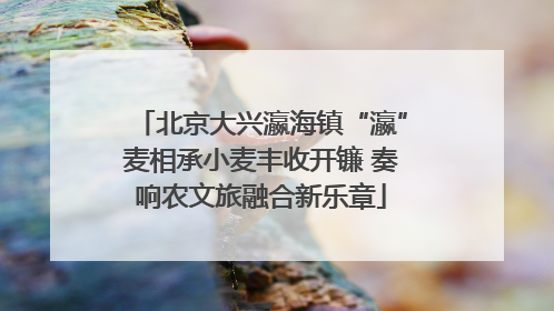 北京大兴瀛海镇“瀛”麦相承小麦丰收开镰 奏响农文旅融合新乐章
