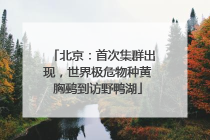北京：首次集群出现，世界极危物种黄胸鹀到访野鸭湖