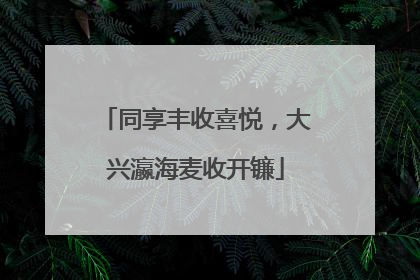 同享丰收喜悦，大兴瀛海麦收开镰