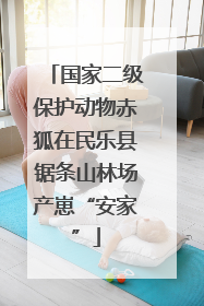 国家二级保护动物赤狐在民乐县锯条山林场产崽“安家”