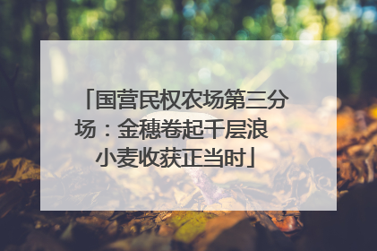 国营民权农场第三分场：金穗卷起千层浪 小麦收获正当时