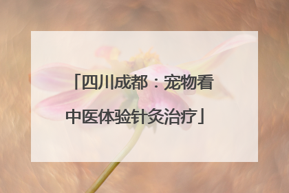 四川成都：宠物看中医体验针灸治疗