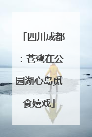 四川成都：苍鹭在公园湖心岛觅食嬉戏