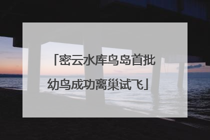 密云水库鸟岛首批幼鸟成功离巢试飞