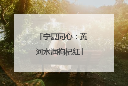 宁夏同心：黄河水润枸杞红