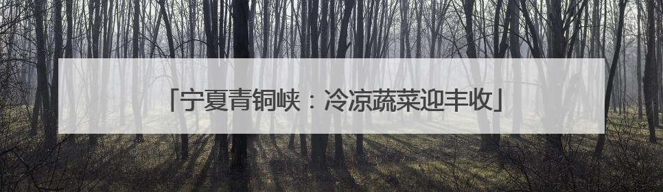 宁夏青铜峡：冷凉蔬菜迎丰收