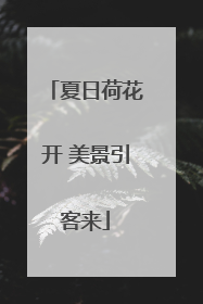 夏日荷花开 美景引客来