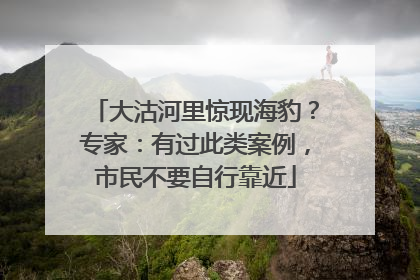 大沽河里惊现海豹？专家：有过此类案例，市民不要自行靠近