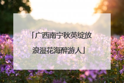 广西南宁秋英绽放 浪漫花海醉游人