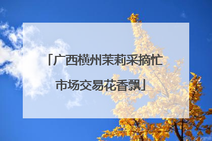 广西横州茉莉采摘忙 市场交易花香飘