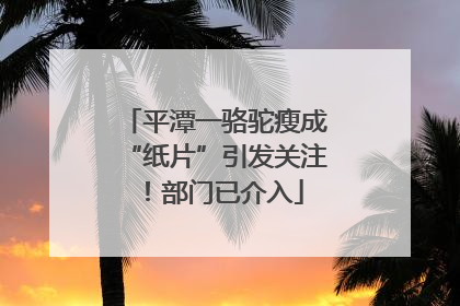 平潭一骆驼瘦成“纸片”引发关注！部门已介入