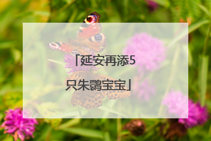 延安再添5只朱鹮宝宝