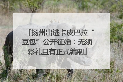 扬州出逃卡皮巴拉“豆包”公开征婚：无须彩礼且有正式编制
