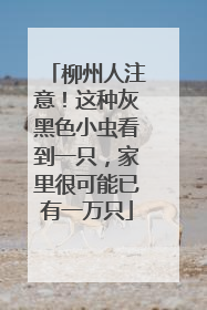 柳州人注意！这种灰黑色小虫看到一只，家里很可能已有一万只