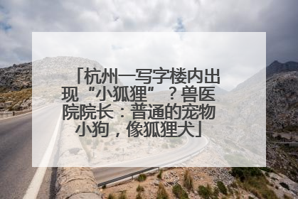 杭州一写字楼内出现“小狐狸”？兽医院院长：普通的宠物小狗，像狐狸犬