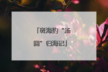 斑海豹“汤圆”归海记