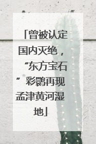 曾被认定国内灭绝，“东方宝石”彩鹮再现孟津黄河湿地