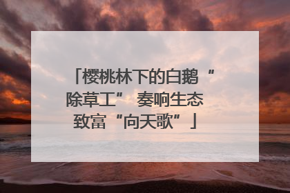 樱桃林下的白鹅“除草工” 奏响生态致富“向天歌”