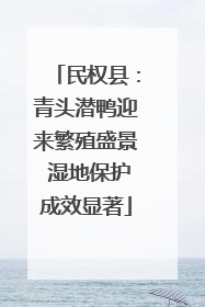 民权县：青头潜鸭迎来繁殖盛景 湿地保护成效显著