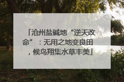 沧州盐碱地“逆天改命”：无用之地变良田，候鸟翔集水草丰美