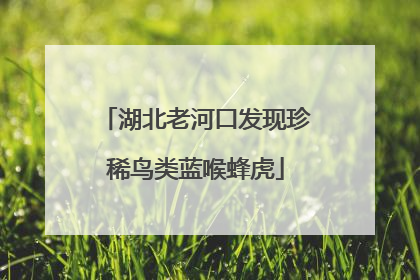 湖北老河口发现珍稀鸟类蓝喉蜂虎