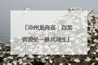 漳州龙舟赛：百桨劈浪处一脉共潮生