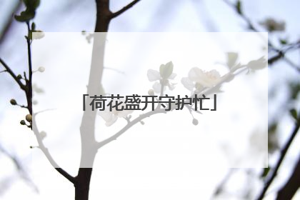荷花盛开守护忙