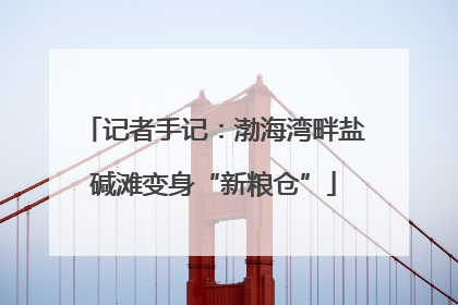 记者手记：渤海湾畔盐碱滩变身“新粮仓”
