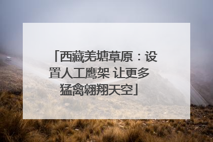 西藏羌塘草原：设置人工鹰架 让更多猛禽翱翔天空