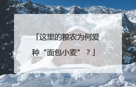 这里的粮农为何爱种“面包小麦”？