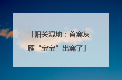 阳关湿地：首窝灰雁“宝宝”出窝了