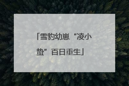 雪豹幼崽“凌小蛰”百日重生