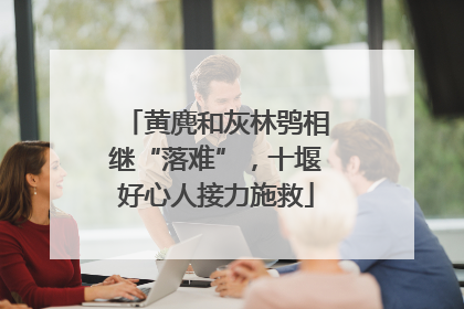 黄麂和灰林鸮相继“落难”，十堰好心人接力施救